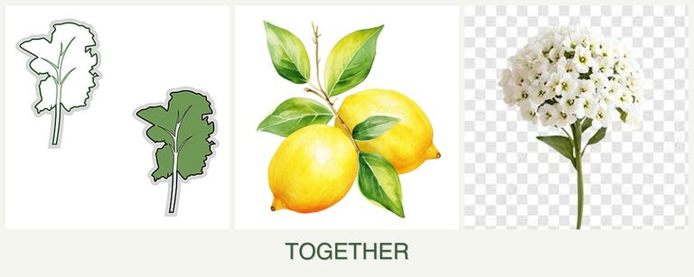 Can you plant kale, lemons and alyssum together?