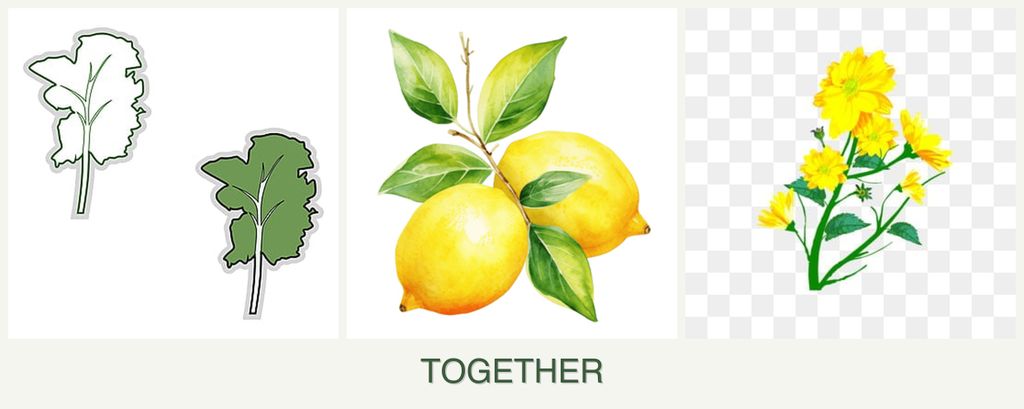 Can you plant kale, lemons and calendula together?