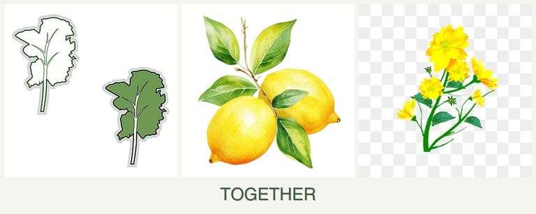 Can you plant kale, lemons and calendula together?