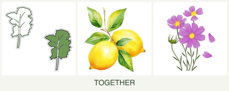 Can you plant kale, lemons and cosmos together?
