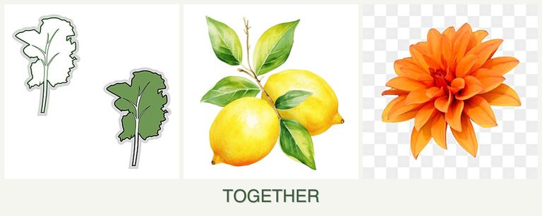 Can you plant kale, lemons and dahlias together?