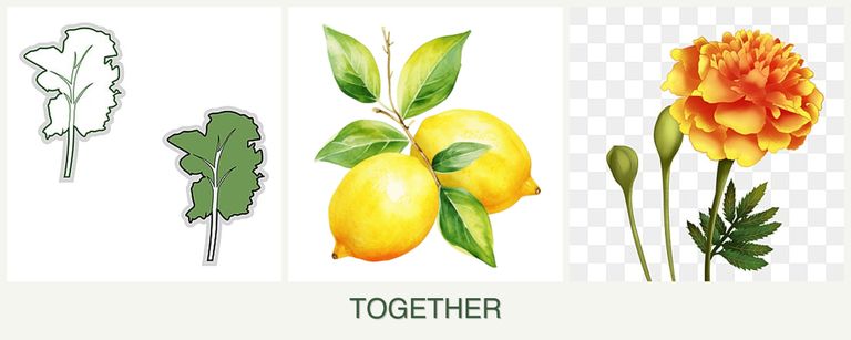 Can you plant kale, lemons and marigolds together?