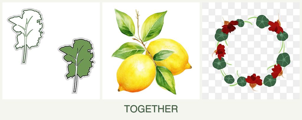 Can you plant kale, lemons and nasturtiums together?