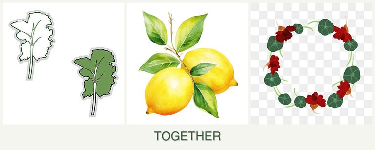 Can you plant kale, lemons and nasturtiums together?