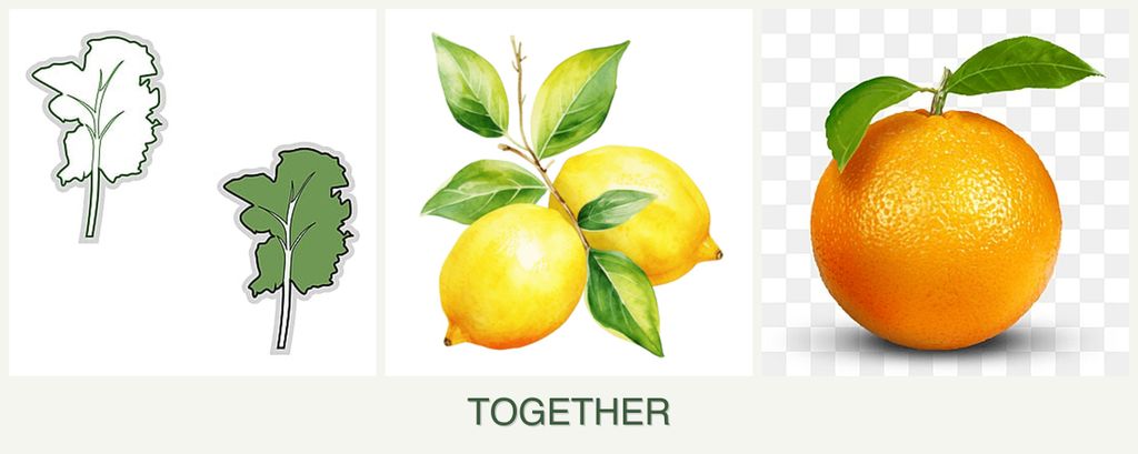 Can you plant kale, lemons and oranges together?