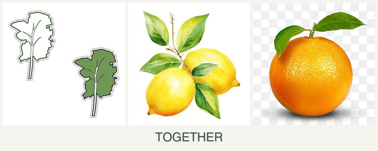 Can you plant kale, lemons and oranges together?