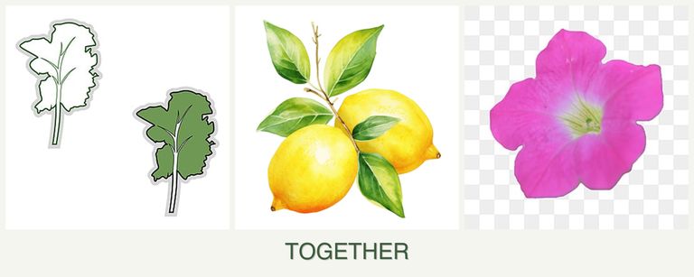 Can you plant kale, lemons and petunias together?