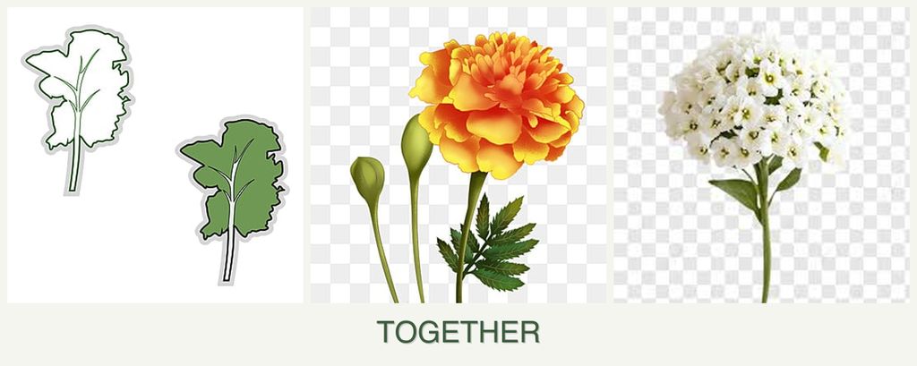 Can you plant kale, marigolds and alyssum together?