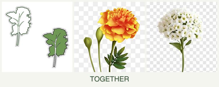 Can you plant kale, marigolds and alyssum together?