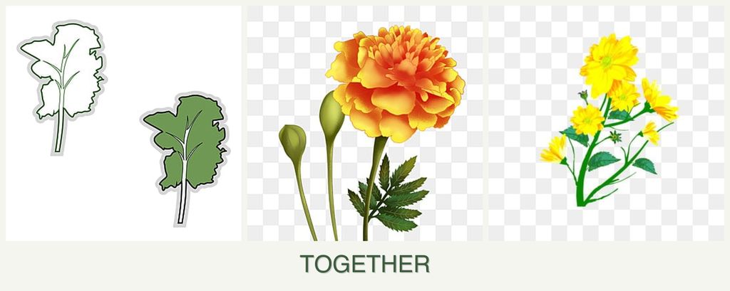 Can you plant kale, marigolds and calendula together?