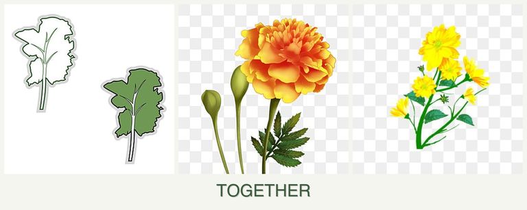 Can you plant kale, marigolds and calendula together?