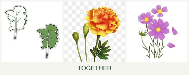 Can you plant kale, marigolds and cosmos together?