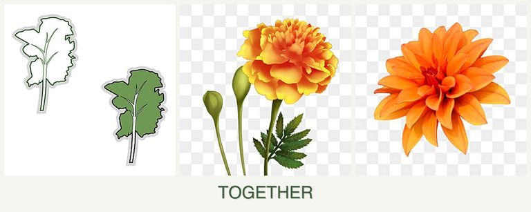 Can you plant kale, marigolds and dahlias together?