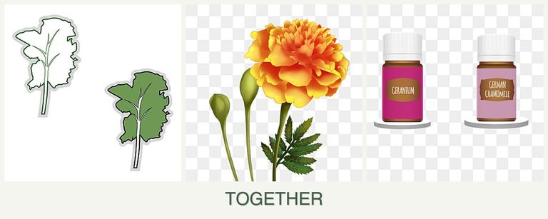 Can you plant kale, marigolds and geraniums together?
