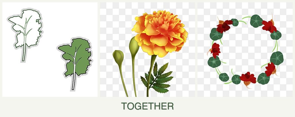 Can you plant kale, marigolds and nasturtiums together?
