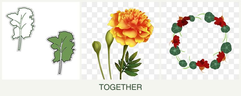 Can you plant kale, marigolds and nasturtiums together?