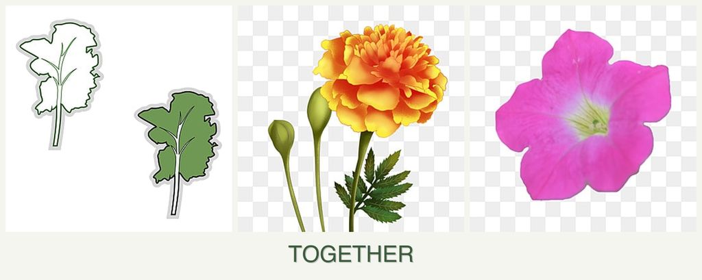 Can you plant kale, marigolds and petunias together?