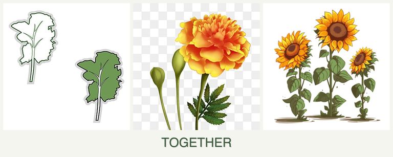 Can you plant kale, marigolds and sunflowers together?