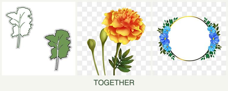 Can you plant kale, marigolds and zinnias together?