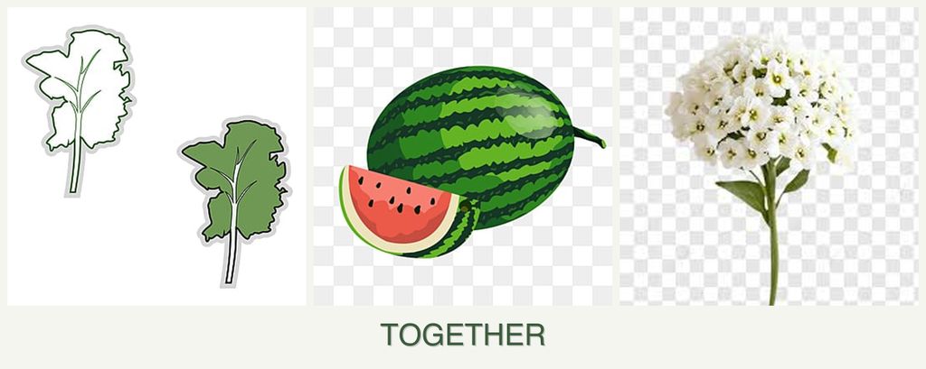 Can you plant kale, melons and alyssum together?