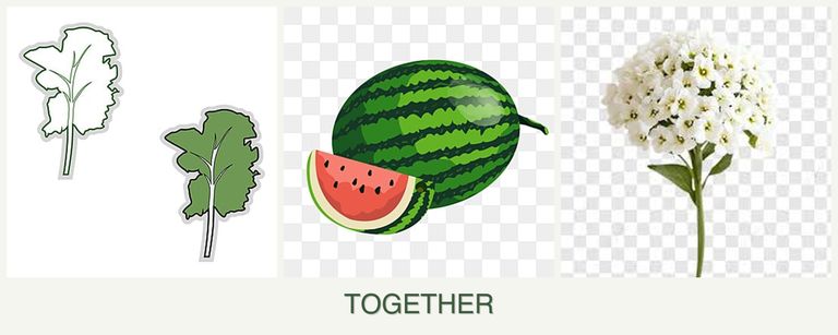 Can you plant kale, melons and alyssum together?