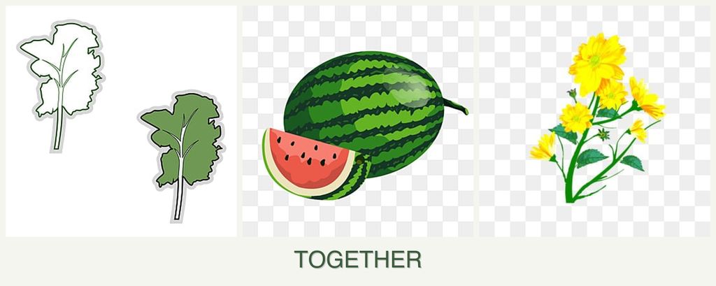 Can you plant kale, melons and calendula together?