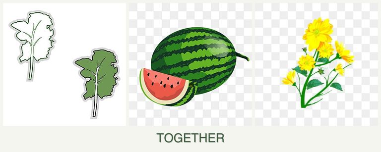 Can you plant kale, melons and calendula together?