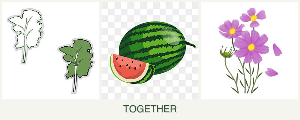 Can you plant kale, melons and cosmos together?