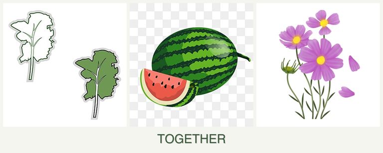 Can you plant kale, melons and cosmos together?