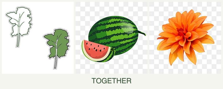 Can you plant kale, melons and dahlias together?