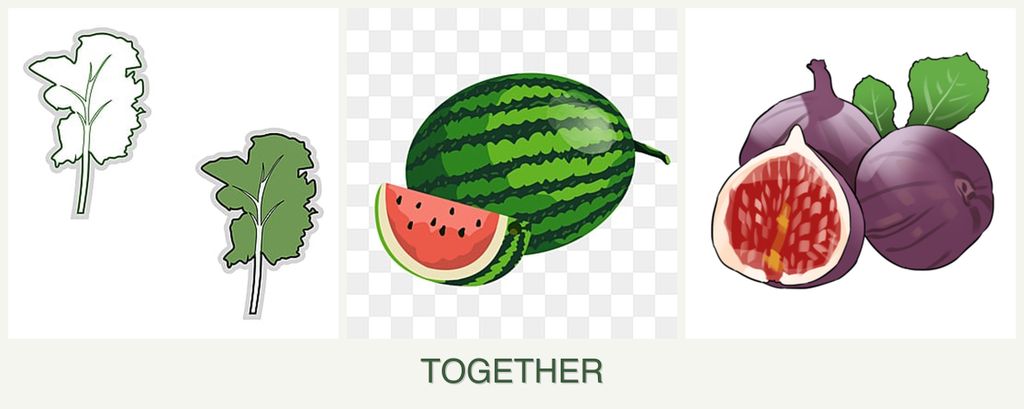 Can you plant kale, melons and figs together?