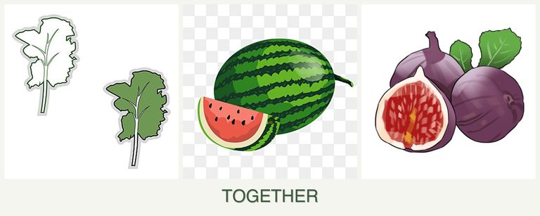 Can you plant kale, melons and figs together?