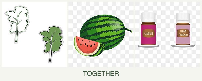 Can you plant kale, melons and geraniums together?