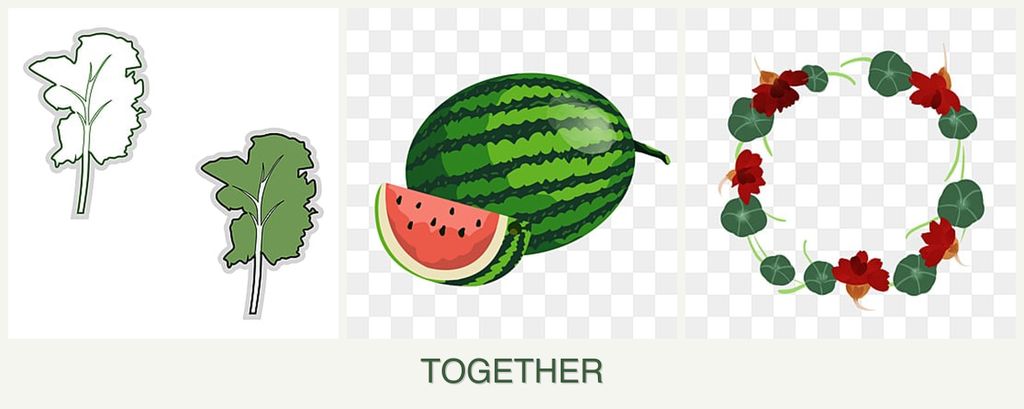 Can you plant kale, melons and nasturtiums together?