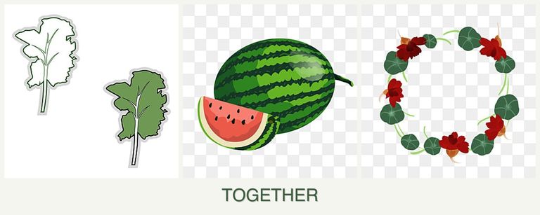 Can you plant kale, melons and nasturtiums together?