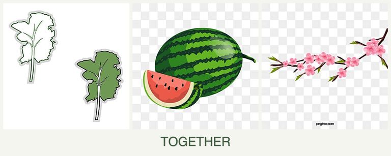 Can you plant kale, melons and peaches together?