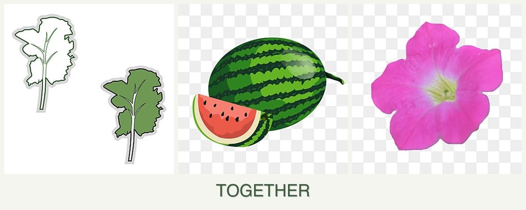 Can you plant kale, melons and petunias together?