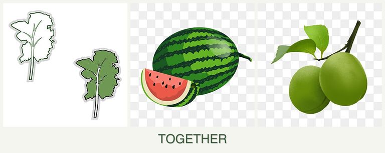 Can you plant kale, melons and plums together?