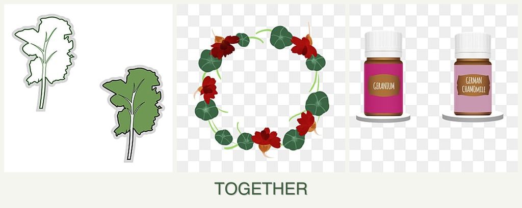 Can you plant kale, nasturtiums and geraniums together?