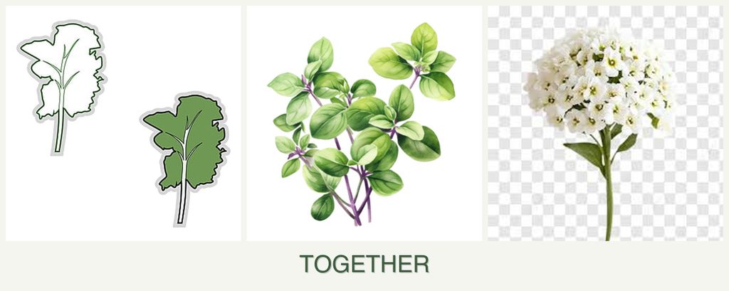 Can you plant kale, oregano and alyssum together?