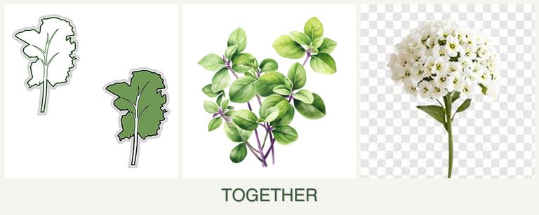 Can you plant kale, oregano and alyssum together?