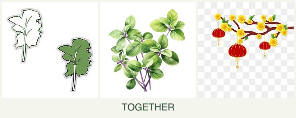 Can you plant kale, oregano and apricots together?