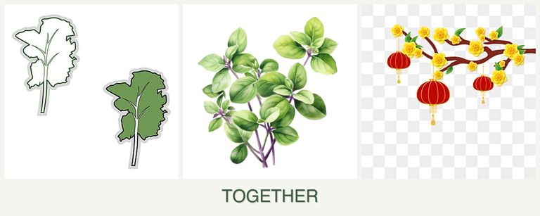 Can you plant kale, oregano and apricots together?
