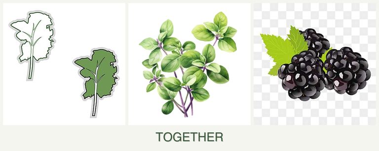 Can you plant kale, oregano and blackberries together?