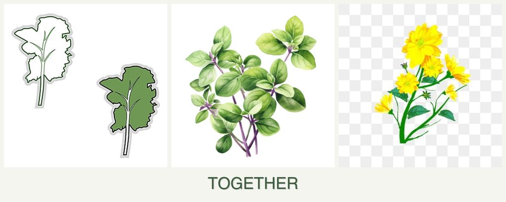 Can you plant kale, oregano and calendula together?