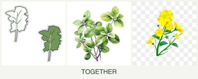 Can you plant kale, oregano and calendula together?