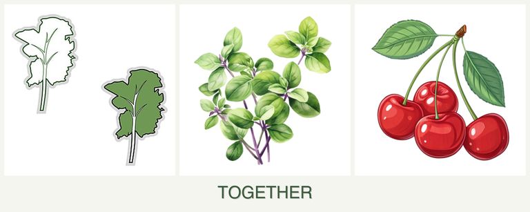 Can you plant kale, oregano and cherries together?