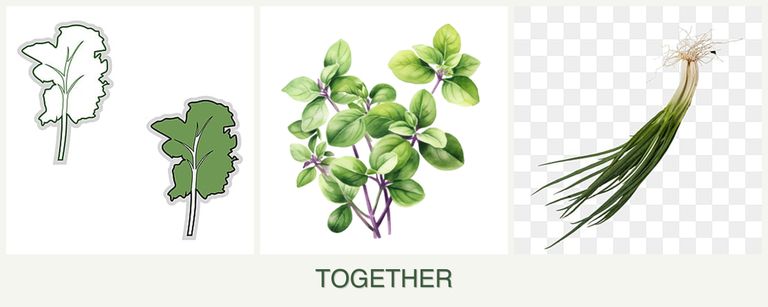 Can you plant kale, oregano and chives together?
