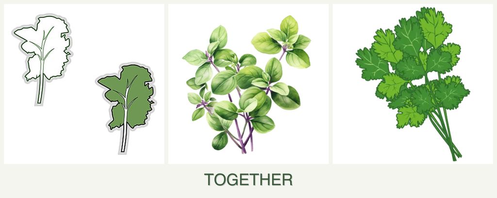 Can you plant kale, oregano and cilantro together?