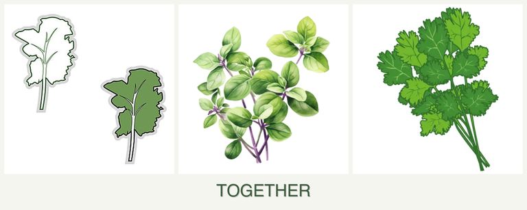 Can you plant kale, oregano and cilantro together?